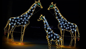 winter wonderland southwick's zoo photo