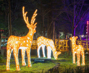 greater boston celebration of lights 2021 photo