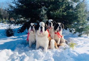 meet the saint bernards photo