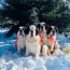 meet the saint bernards small photo