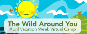 the wild around you virtual april vacation camp with the ecotarium photo