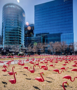 flock of flamingos photo