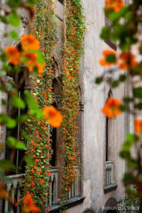 hanging nasturtiums at isabella gardner museum photo