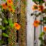 hanging nasturtiums at isabella gardner museum small photo