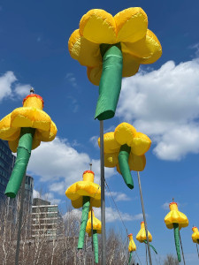 daffodils for boston photo