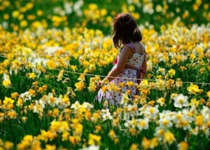 field of daffodils at new england botanic garden photo