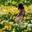 field of daffodils at new england botanic garden small photo