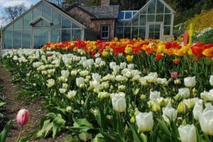 daffodil  tulip festival at naumkeag photo