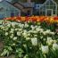 daffodil  tulip festival at naumkeag small photo