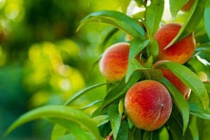 connors farm peach festival photo