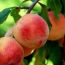 smolak farms peach festival small photo