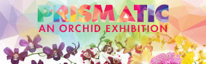 prismatic an orchid exhibition at tower hill photo