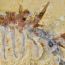 national fossil day more than dinosaurs in-person special event small photo