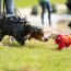 howl-o-ween pet parade small photo