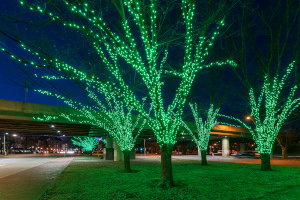 emerald glow at charlesgate led trees in green photo
