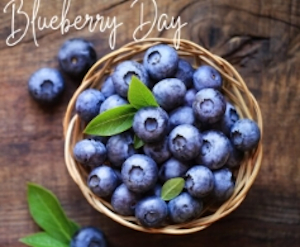 blueberry day at verrill farm photo