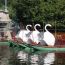 swan boat rides small photo