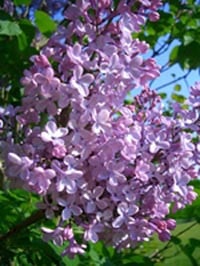 lilac sunday at arnold arboretum 2025 photo
