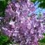 lilac sunday at arnold arboretum 2023 small photo