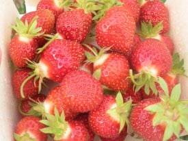 strawberry festival at verrill farm photo