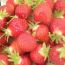 strawberry festival at verrill farm small photo