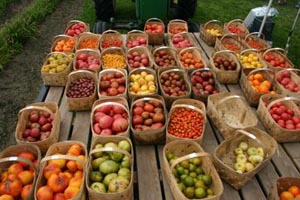verrill farm corn tomato festival photo